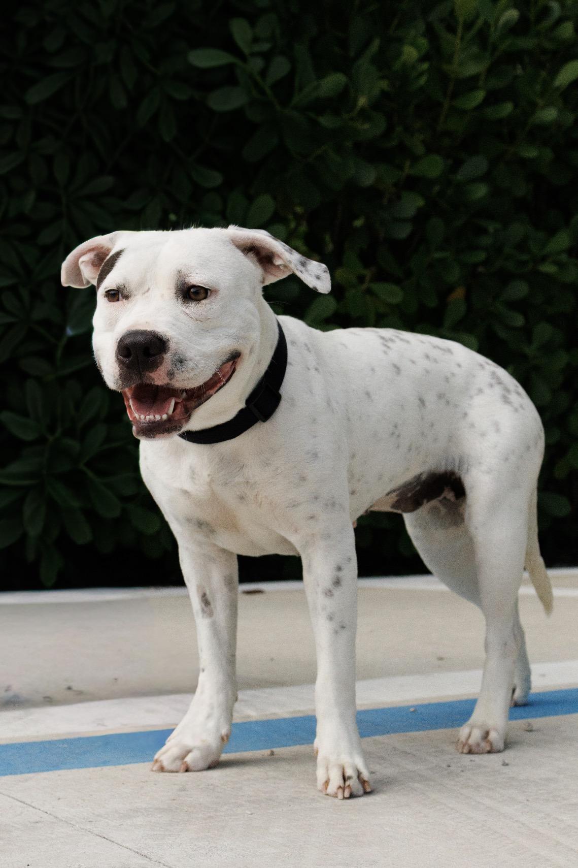 Snow, Adoptable, Adult Female American Bully & American Bully.