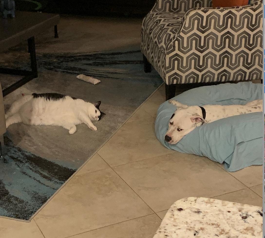 Enlarge Snow, an adopted mixed breed in stuart, FL image 3/3