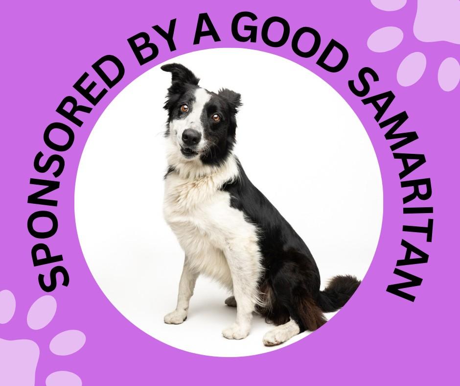 TOMAS, Adoptable, Adult Male Border Collie.