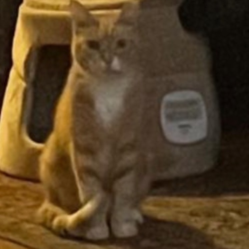 Enlarge Pumpkin (m), a Adoptable Domestic Short Hair in Fresh Meadows, NY image 2/2