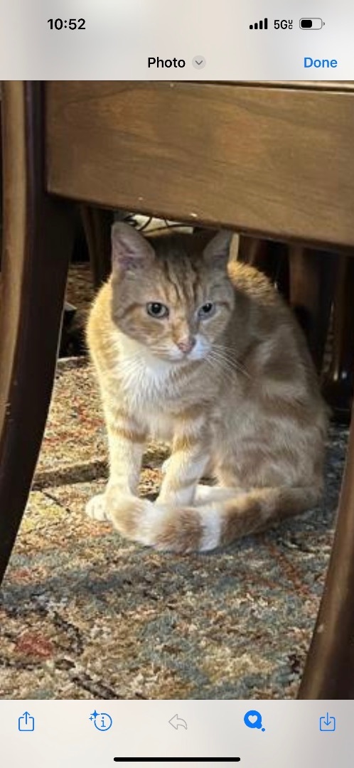 Pumpkin (m), Senior Male Domestic Short Hair