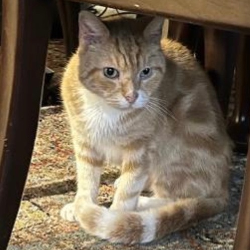 Enlarge Pumpkin (m), a Adoptable Domestic Short Hair in Fresh Meadows, NY image 1/2