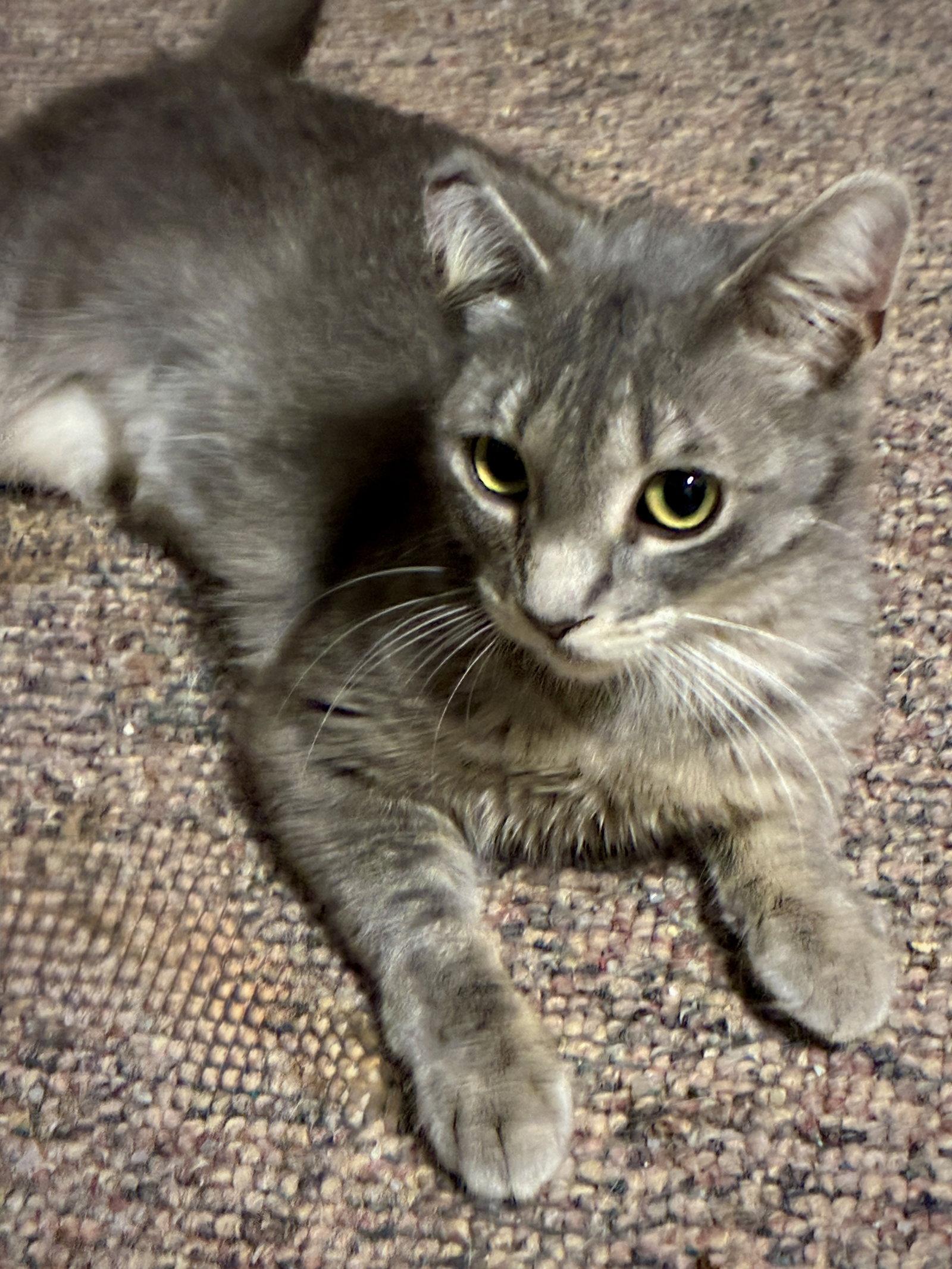 Freda, Adoptable, Young Female Domestic Short Hair.