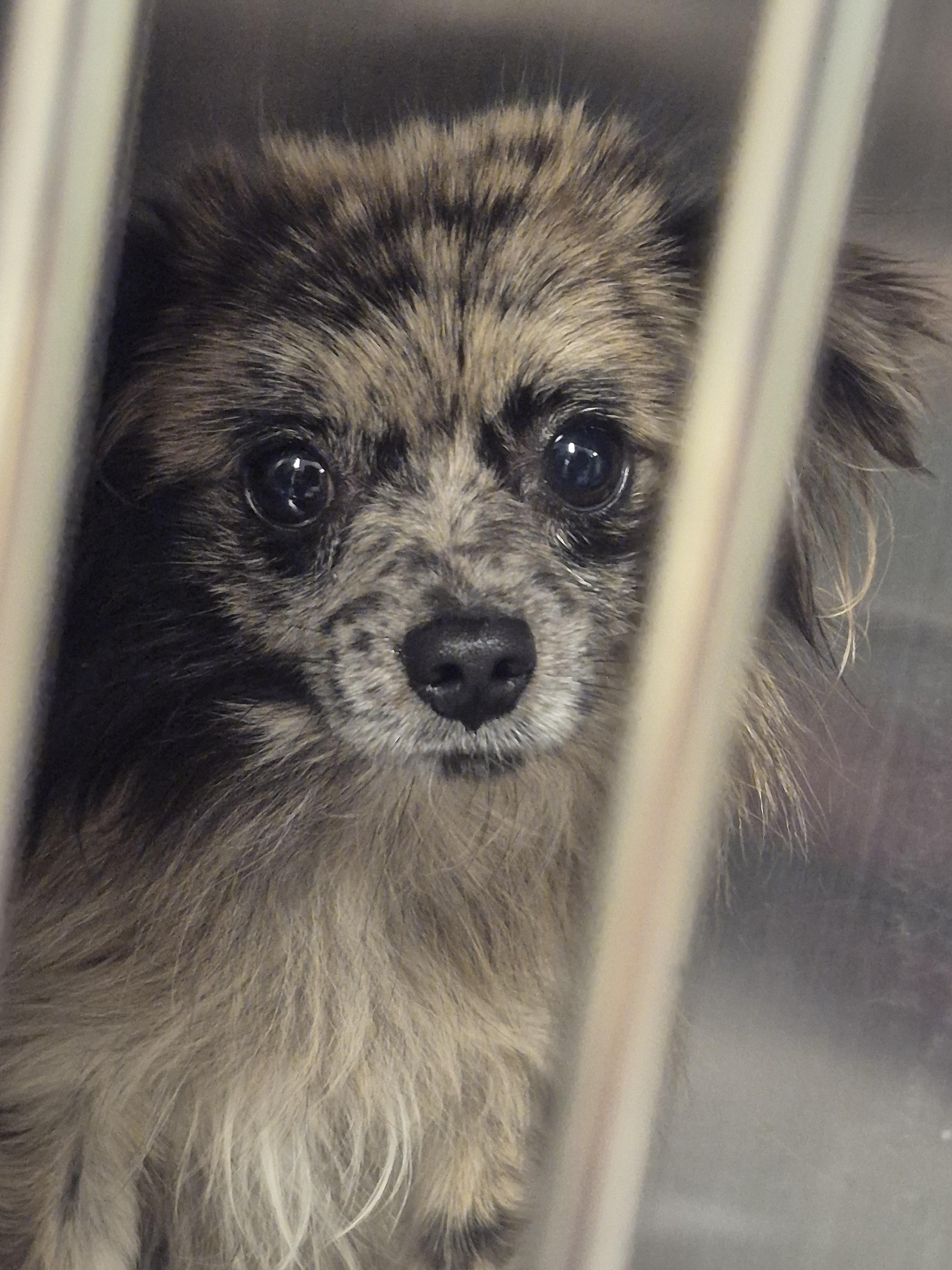 Enlarge Mackie, a Adoptable mixed breed in Shermans Dale, PA image 6/6