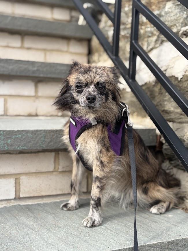 Mackie, Adoptable, Adult Male Chihuahua & Pomeranian.