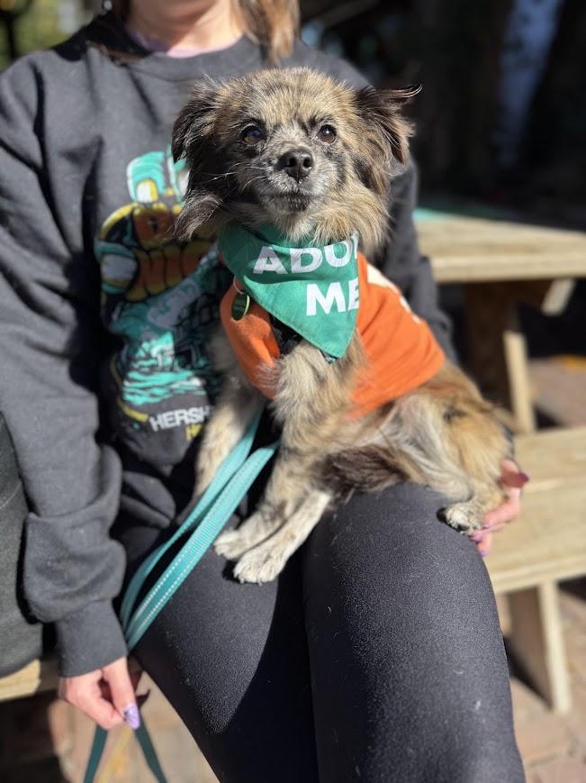 Enlarge Mackie, a Adoptable mixed breed in Shermans Dale, PA image 4/6