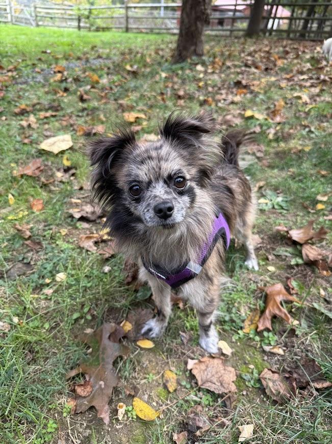 Enlarge Mackie, a Adoptable mixed breed in Shermans Dale, PA image 2/6