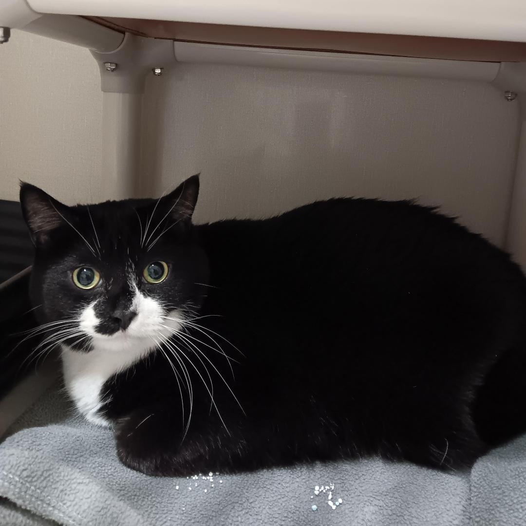 Enlarge Manny, a ADOPTABLE Domestic Short Hair in Winthrop, ME image 1/1