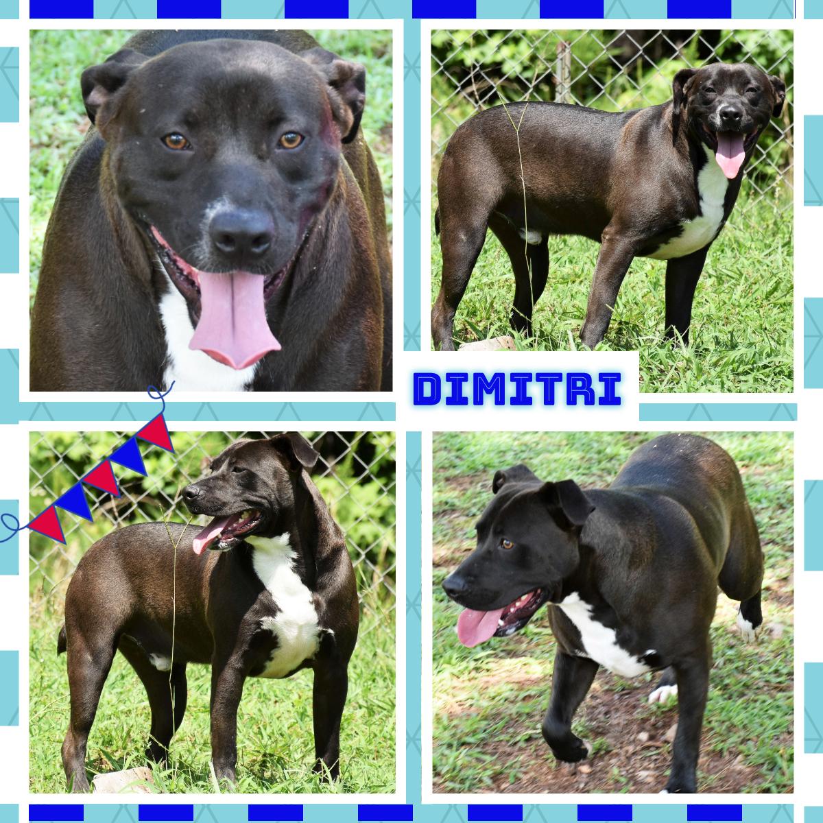 Dimitri, Adoptable, Adult Male Labrador Retriever.