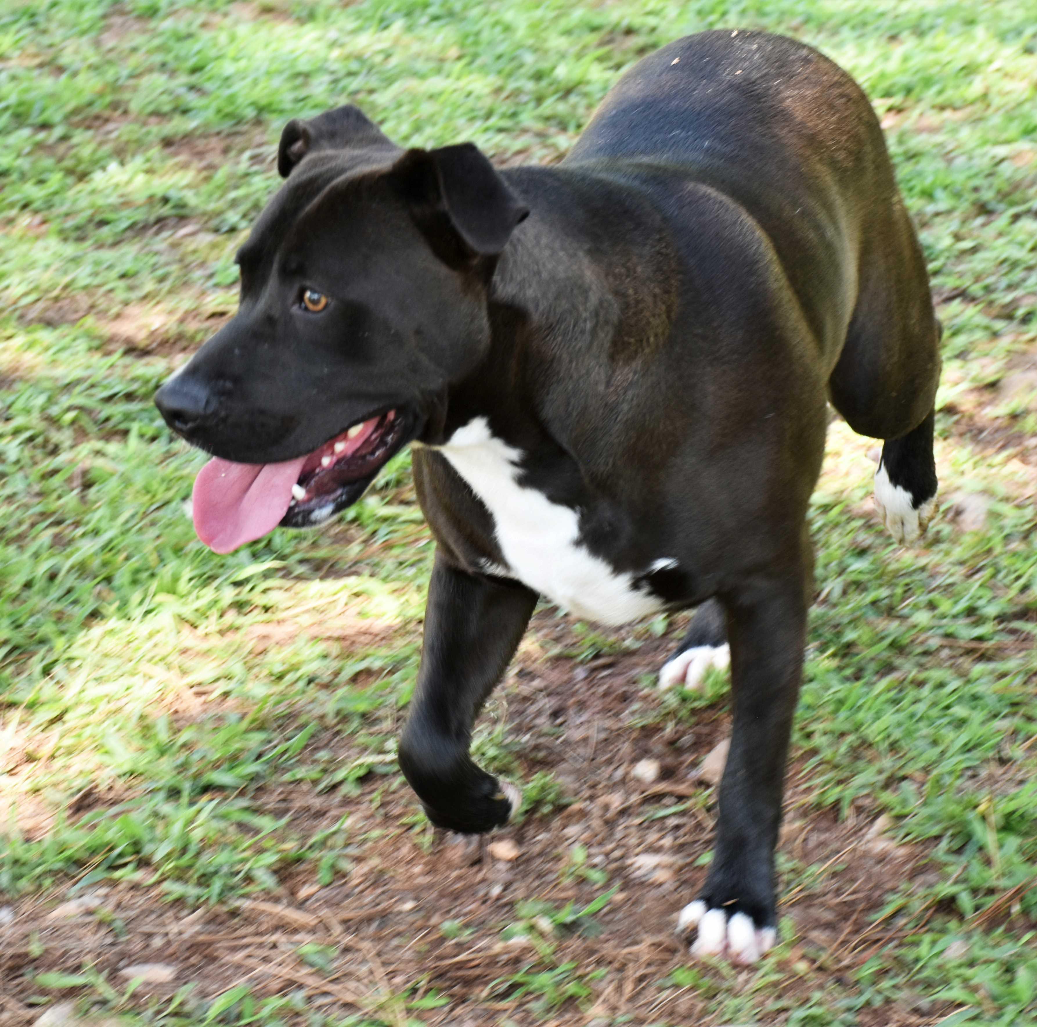 Dimitri, a Adoptable mixed breed in Wedowee, AL image 5/6