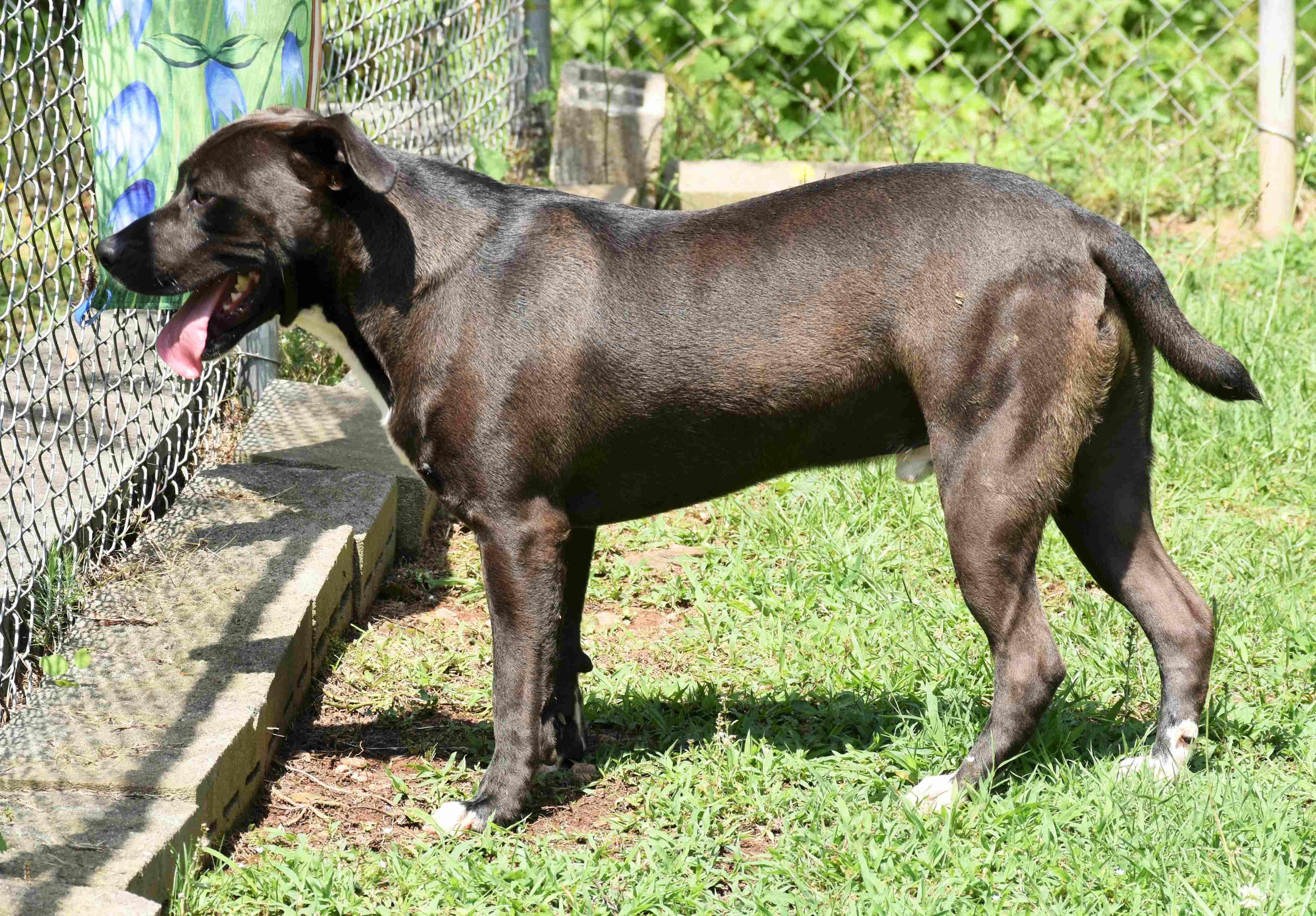 Dimitri, a Adoptable mixed breed in Wedowee, AL image 6/6