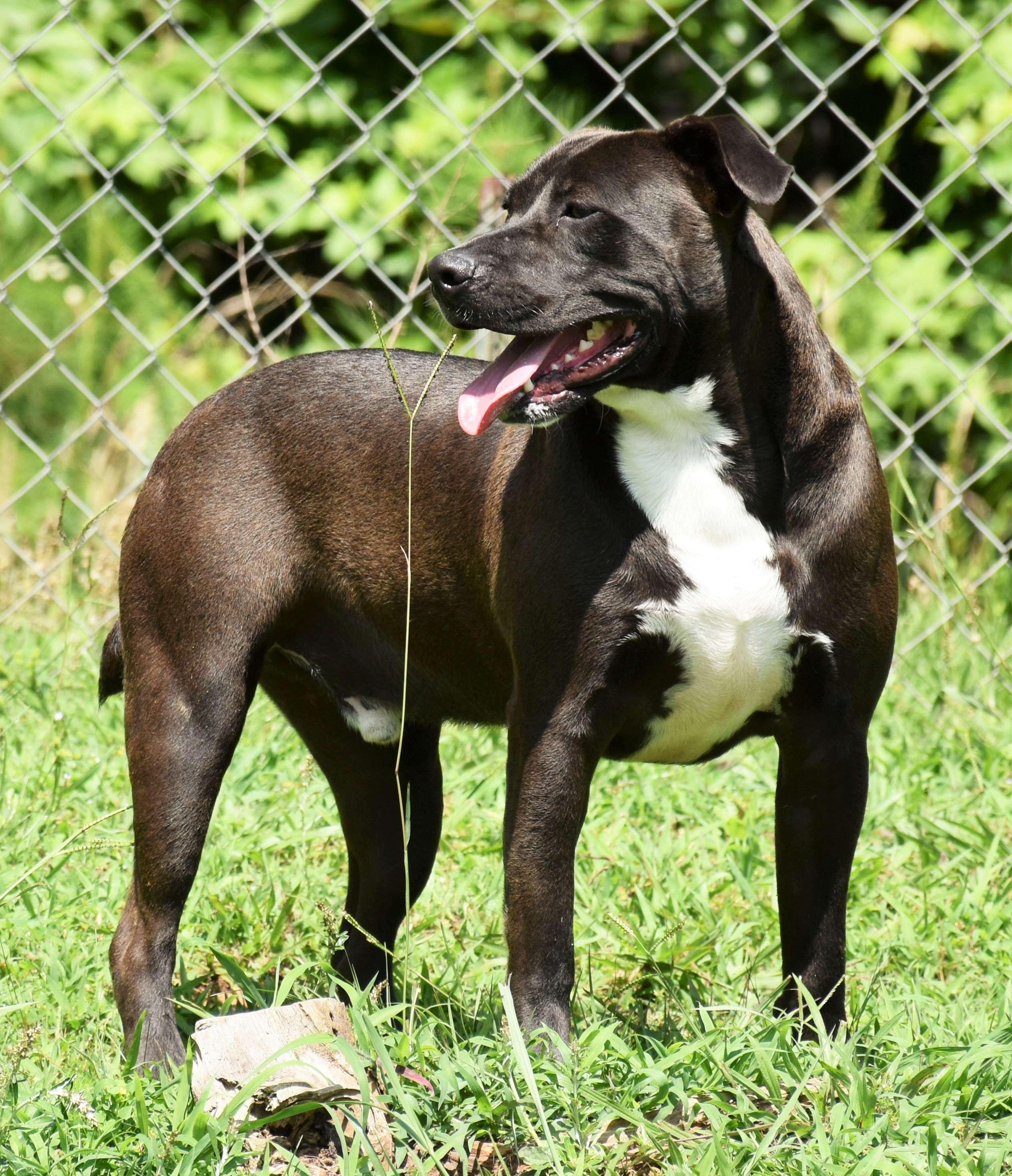 Dimitri, a Adoptable mixed breed in Wedowee, AL image 2/6