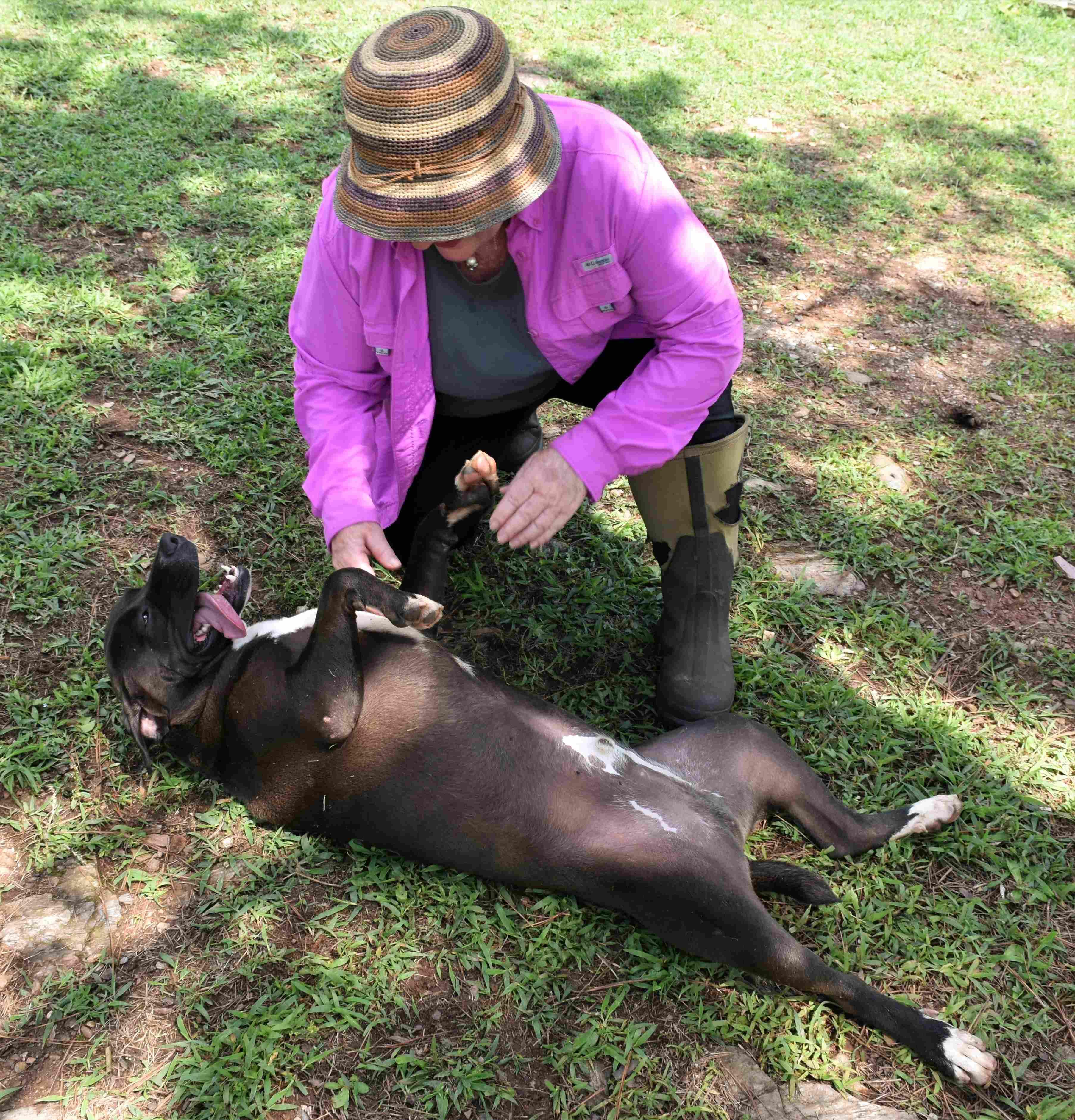 Dimitri, a Adoptable mixed breed in Wedowee, AL image 3/6