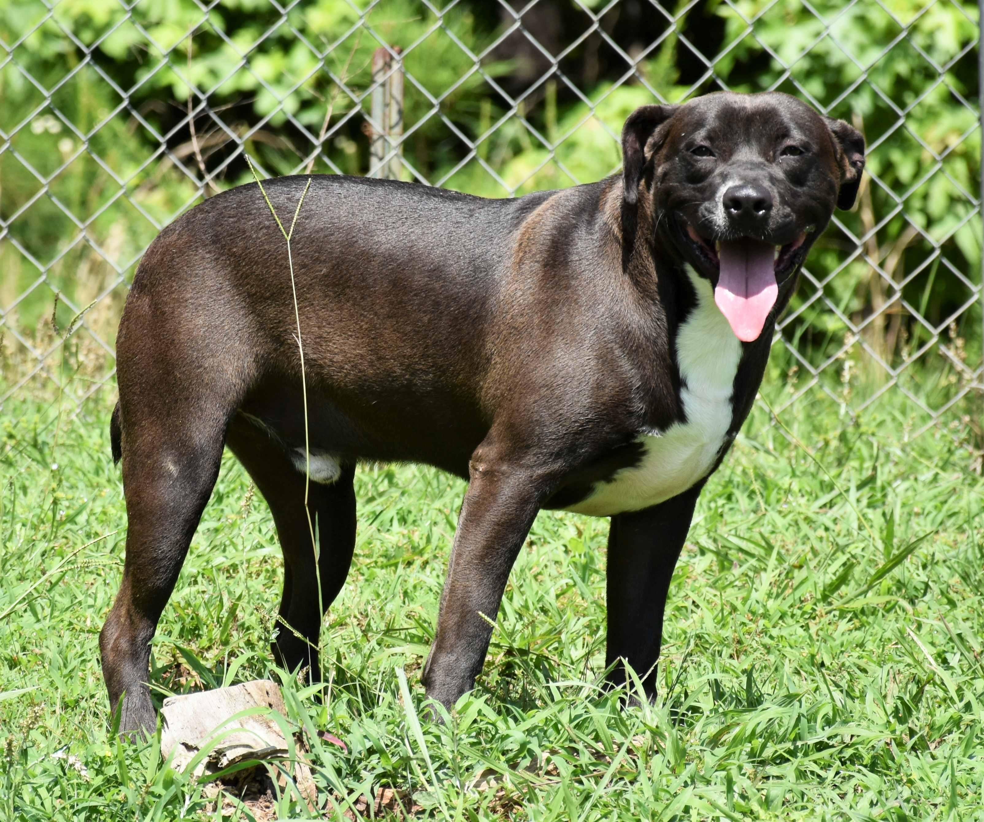 Dimitri, a Adoptable mixed breed in Wedowee, AL image 4/6