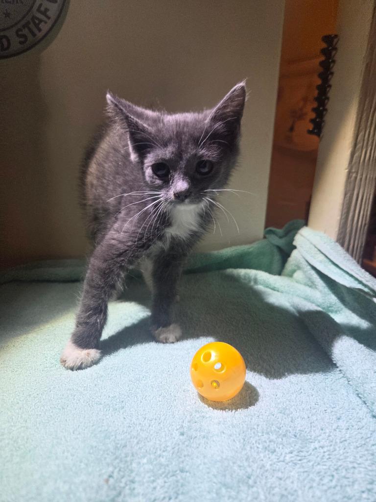 Twist, Adoptable, Kitten Female Domestic Short Hair.