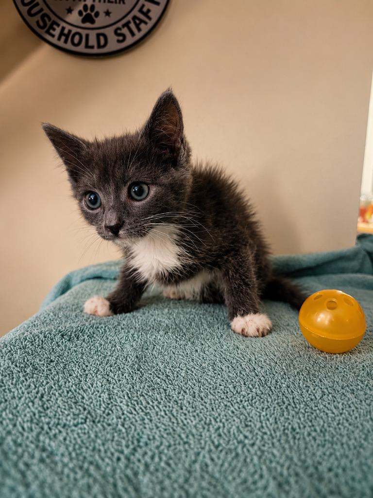 Twist, a Adoptable mixed breed in Parkville, MD image 2/4