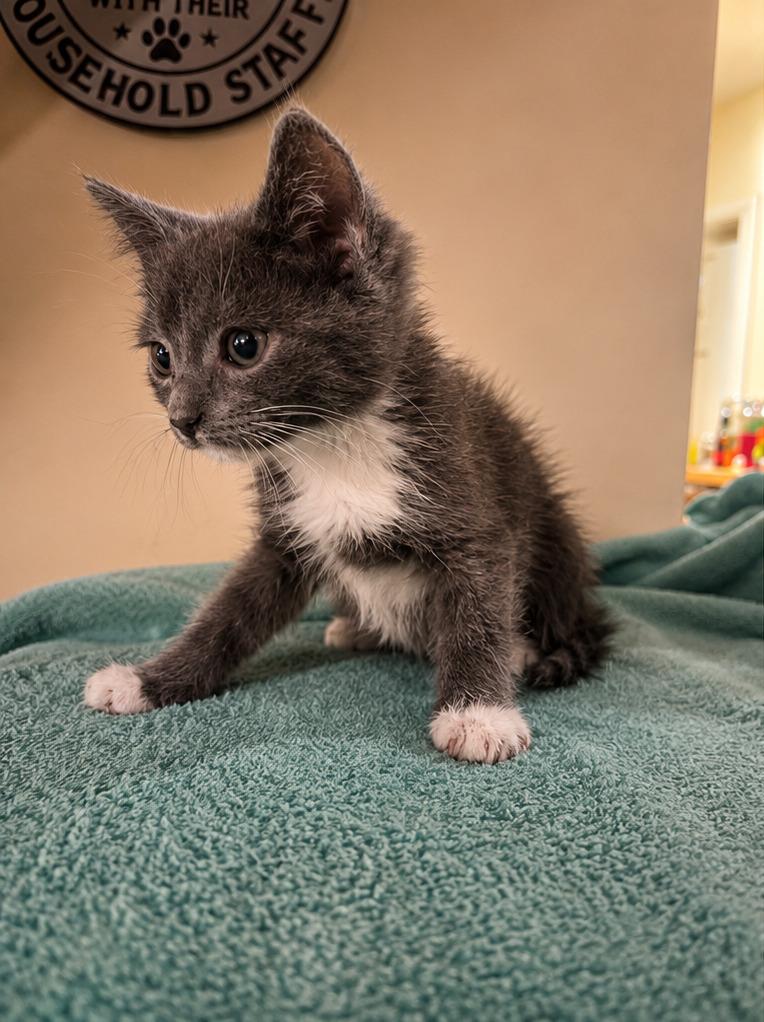 Twist, a Adoptable mixed breed in Parkville, MD image 3/4