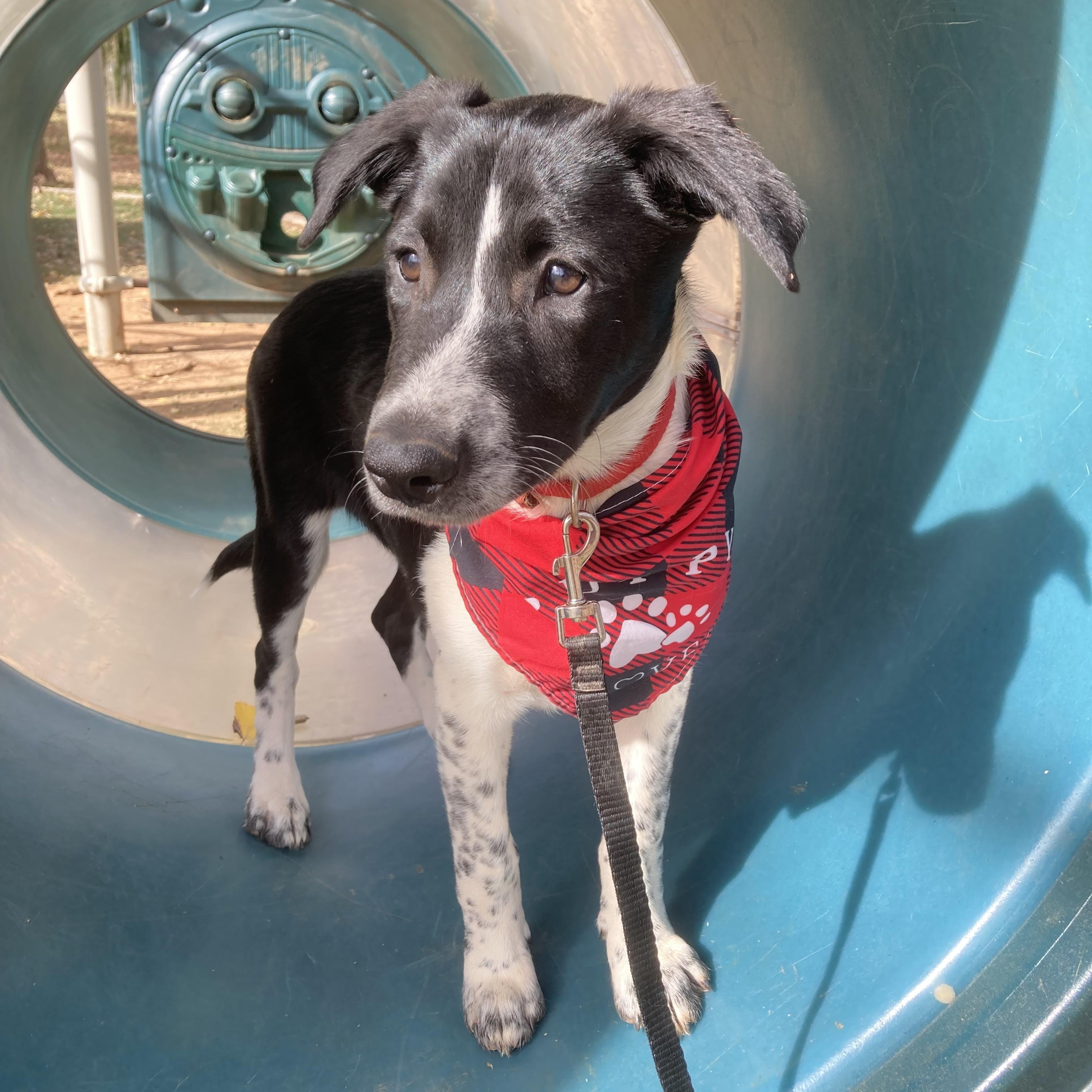 Enlarge Clifford (Cliff), a Adoptable mixed breed in Edmond, OK image 4/6
