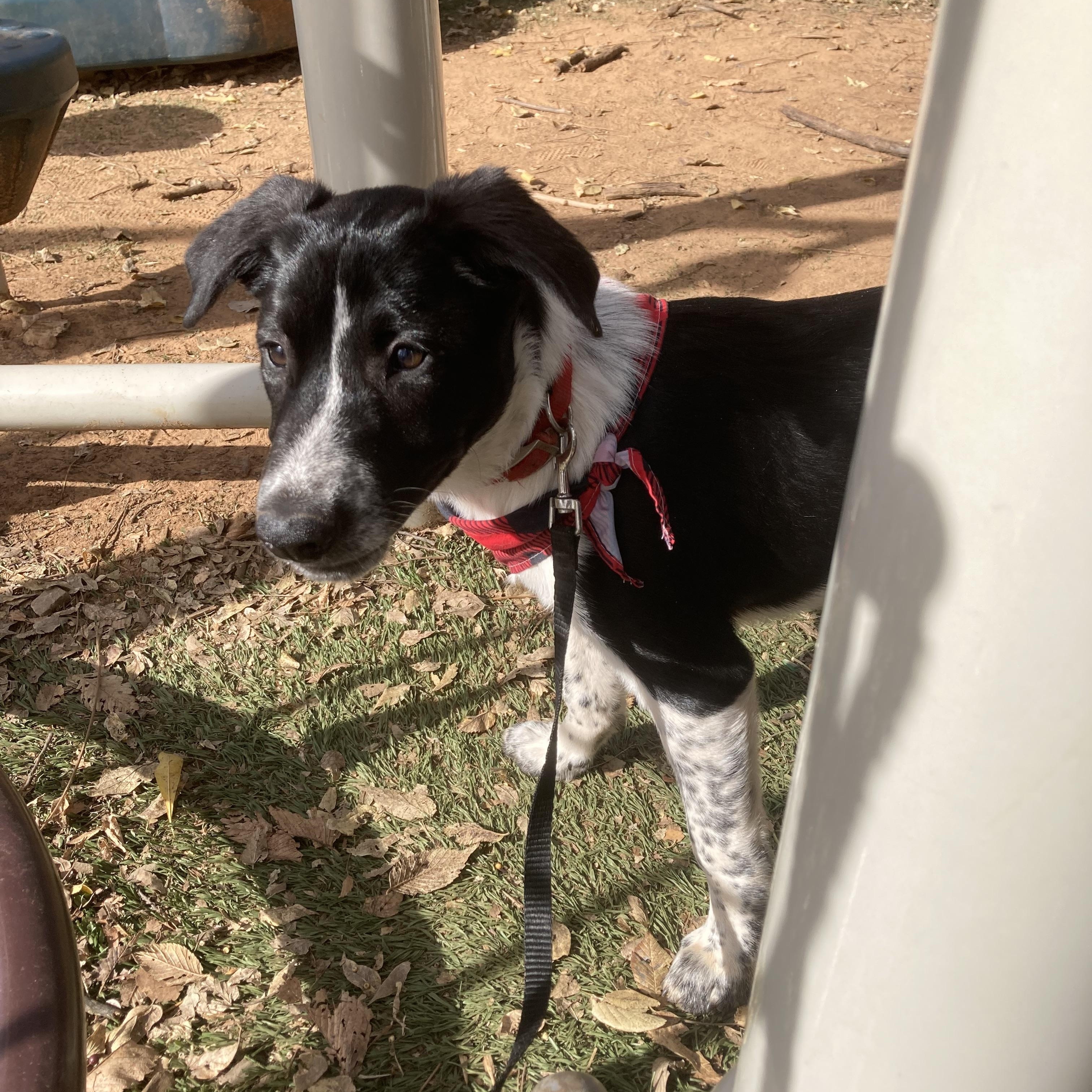 Enlarge Clifford (Cliff), a Adoptable mixed breed in Edmond, OK image 5/6