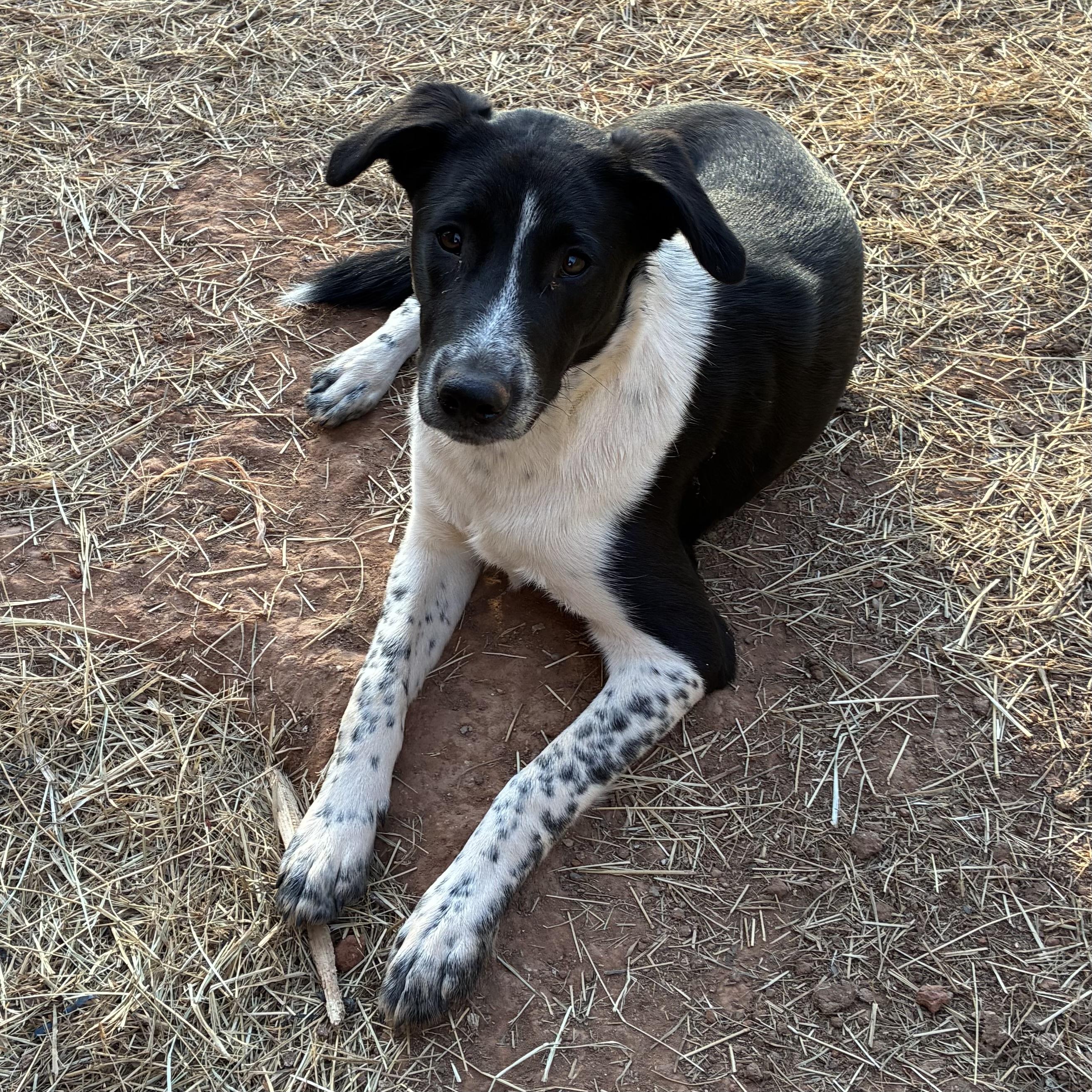 Enlarge Clifford (Cliff), a Adoptable mixed breed in Edmond, OK image 3/6