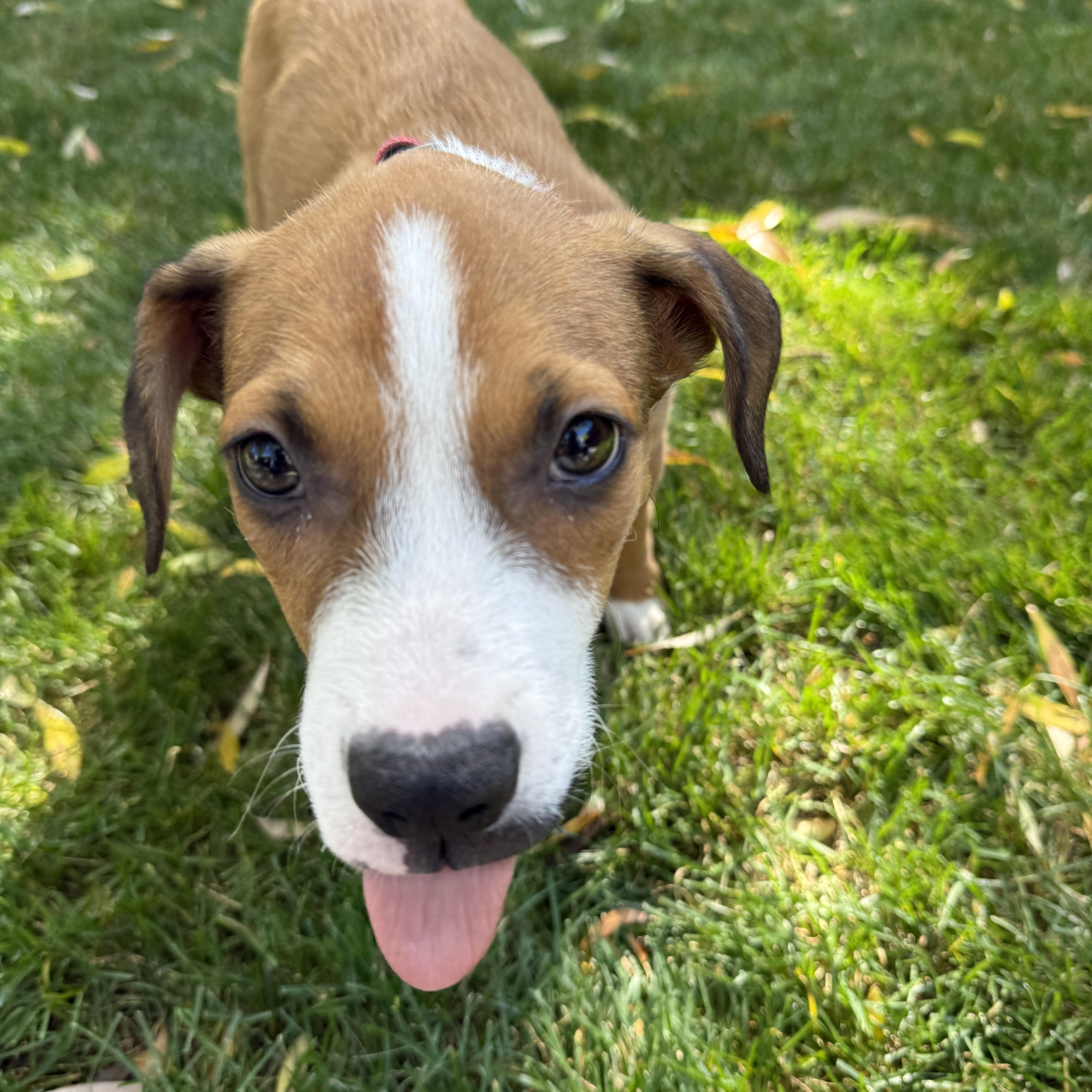 Buttercup, a Adoptable Mixed Breed in Jackson, WY image 2/5