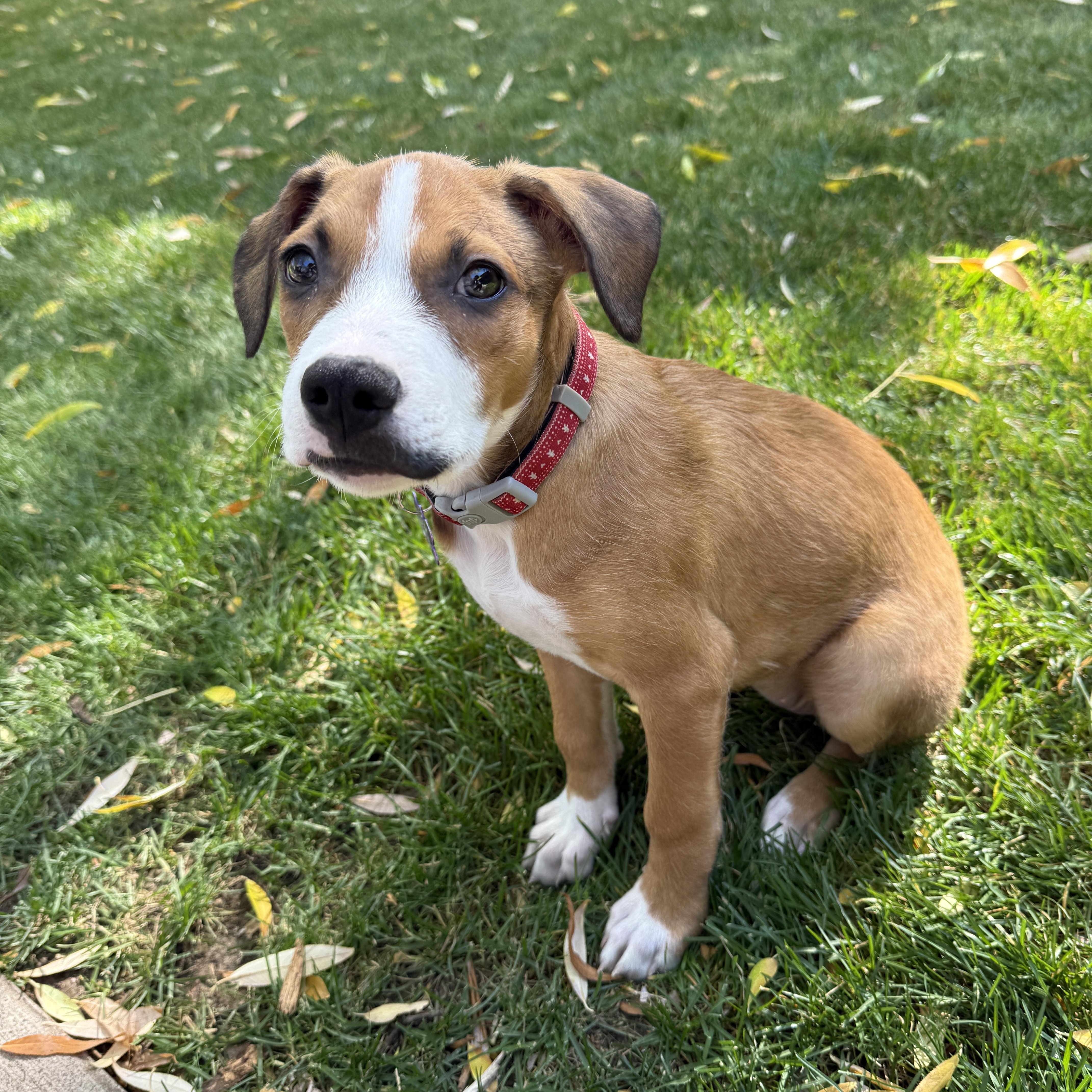 Buttercup, a Adoptable Mixed Breed in Jackson, WY image 1/5