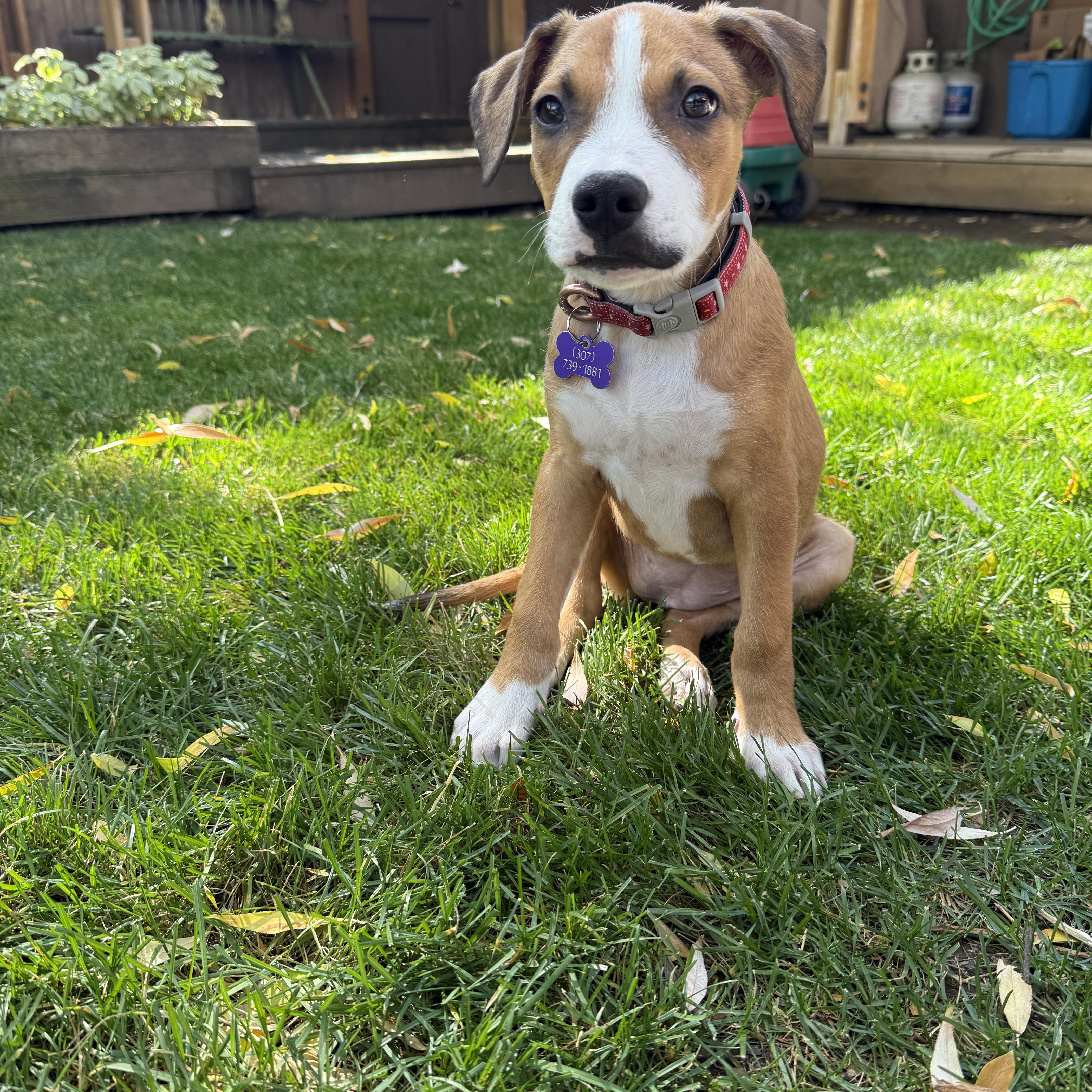 Buttercup, a Adoptable Mixed Breed in Jackson, WY image 3/5