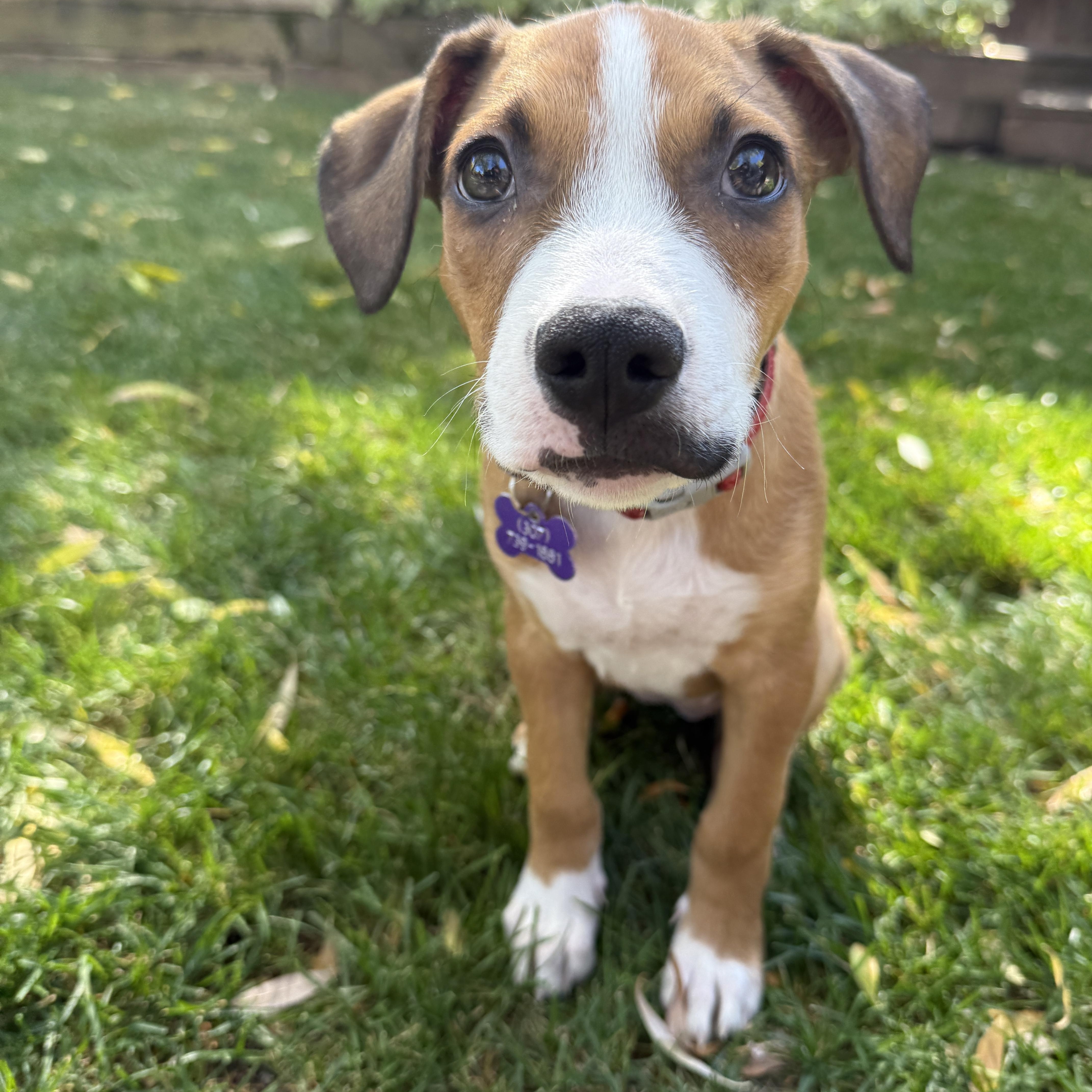 Buttercup, a Adoptable Mixed Breed in Jackson, WY image 4/5