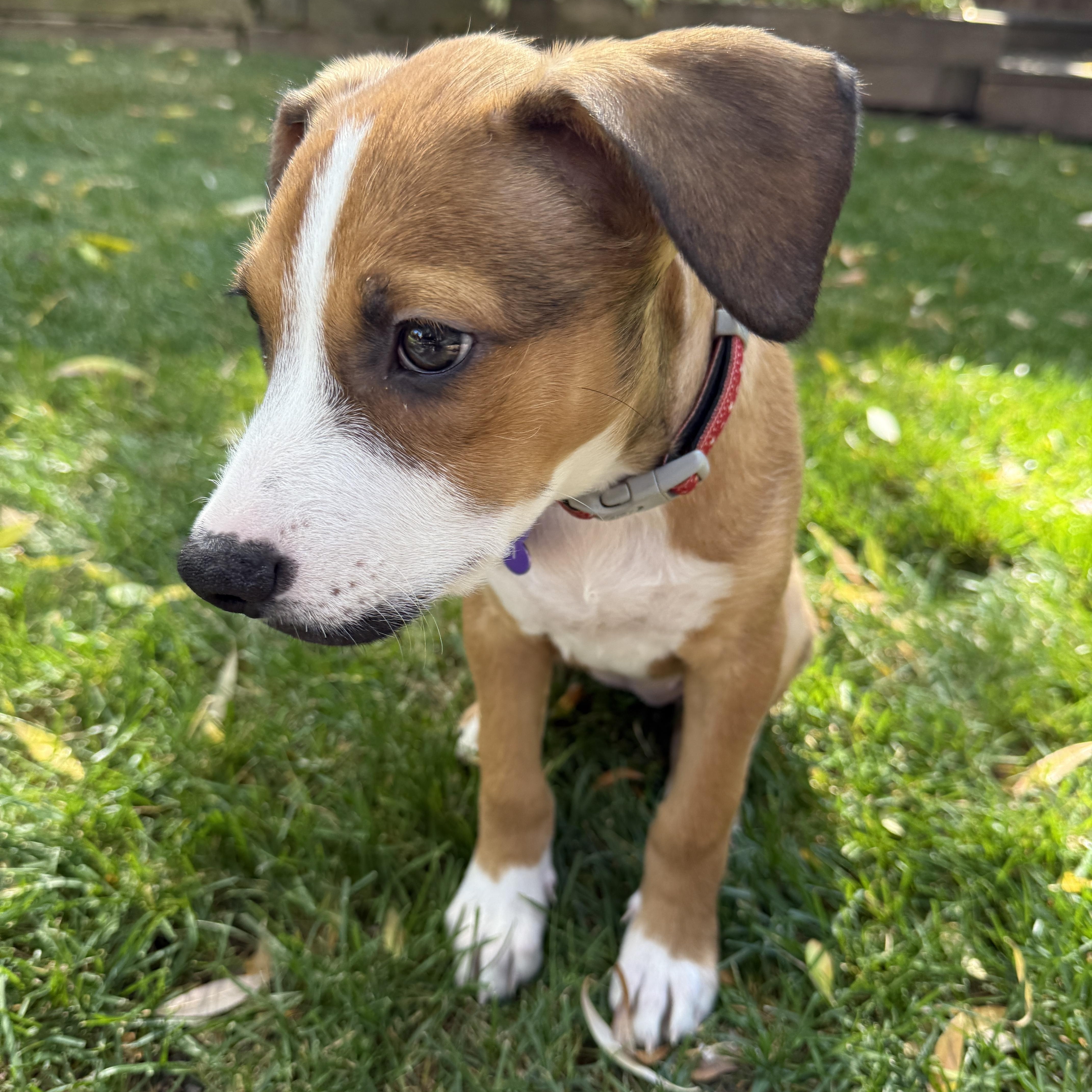 Buttercup, a Adoptable Mixed Breed in Jackson, WY image 5/5