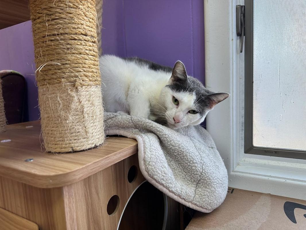 Peggy, a Adoptable Domestic Short Hair in Kalamazoo, MI image 3/6