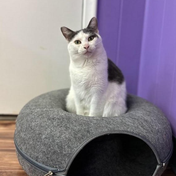 Eliza & Peggy, a Adoptable Domestic Short Hair in Kalamazoo, MI image 6/6