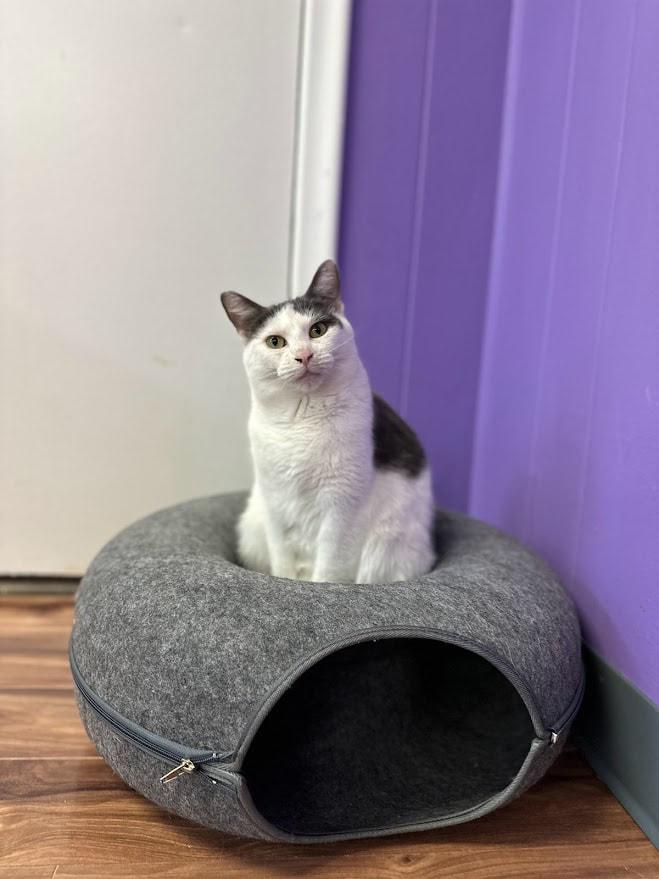 Peggy, a Adoptable Domestic Short Hair in Kalamazoo, MI image 2/6