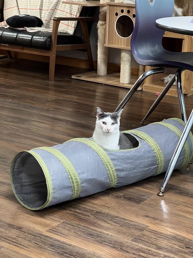 Peggy, a Adoptable Domestic Short Hair in Kalamazoo, MI image 6/6