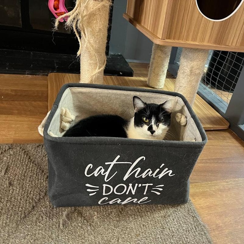 Eliza & Peggy, a Adoptable Domestic Short Hair in Kalamazoo, MI image 4/6