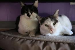 Peggy, Adoptable, Adult Female Domestic Short Hair.