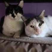 Eliza & Peggy, a Adoptable Domestic Short Hair in Kalamazoo, MI image 1/6