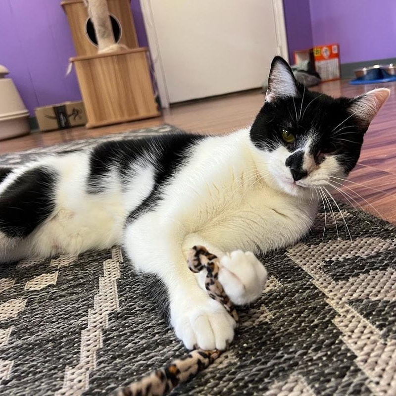 Eliza & Peggy, a Adoptable Domestic Short Hair in Kalamazoo, MI image 2/6