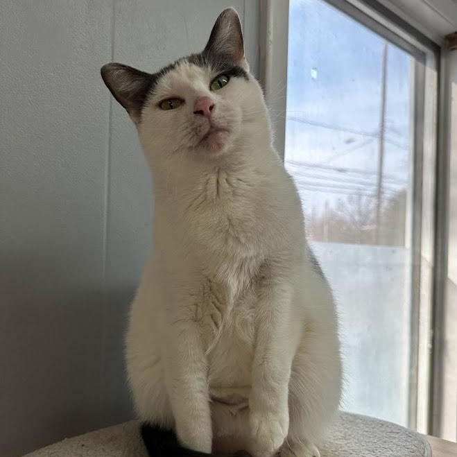 Eliza & Peggy, a Adoptable Domestic Short Hair in Kalamazoo, MI image 5/6