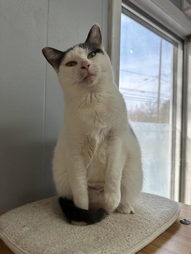 Peggy, a Adoptable Domestic Short Hair in Kalamazoo, MI image 5/6