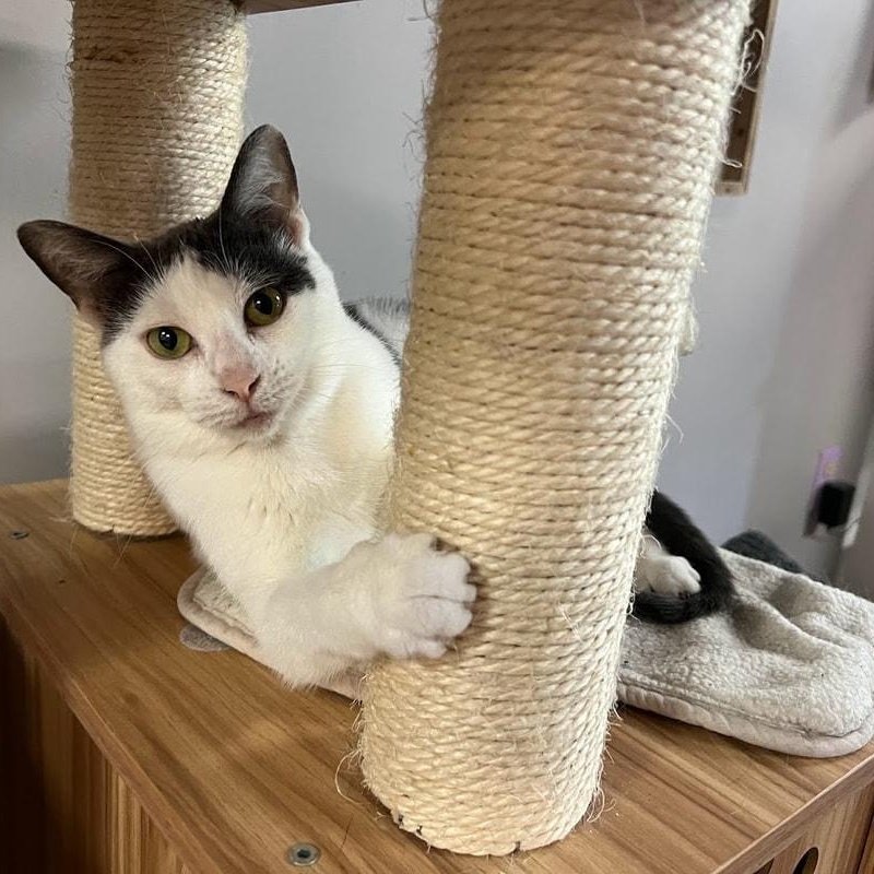 Eliza & Peggy, a Adoptable Domestic Short Hair in Kalamazoo, MI image 3/6