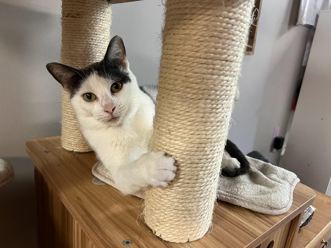 Peggy, a Adoptable Domestic Short Hair in Kalamazoo, MI image 4/6