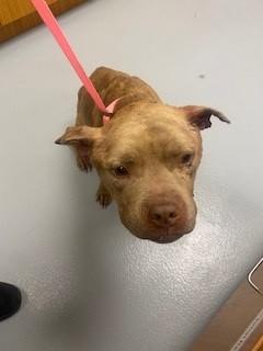 BUDDY, Adoptable, Adult Male Pit Bull Terrier & Mixed Breed.