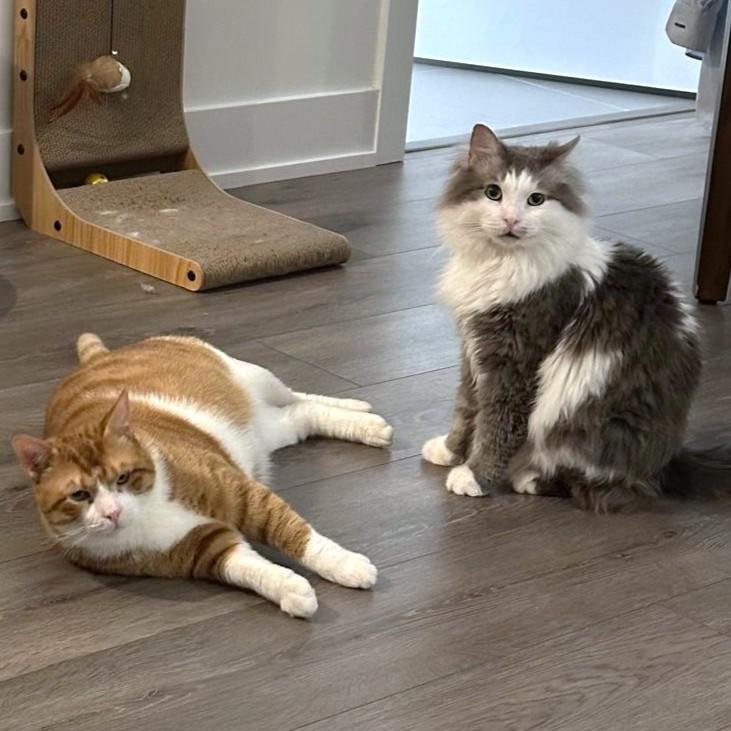 Archie and Tyson - foster urgently needed for these bonded bff's (best feline friends) , a ADOPTABLE mixed breed in Mississauga, ON image 3/6