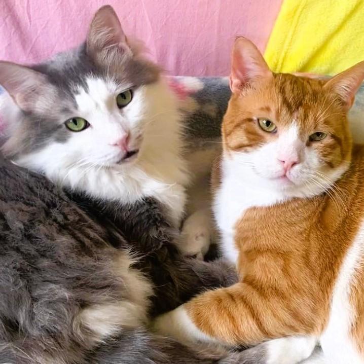 Archie and Tyson - foster urgently needed for these bonded bff's (best feline friends) , a ADOPTABLE mixed breed in Mississauga, ON image 1/6