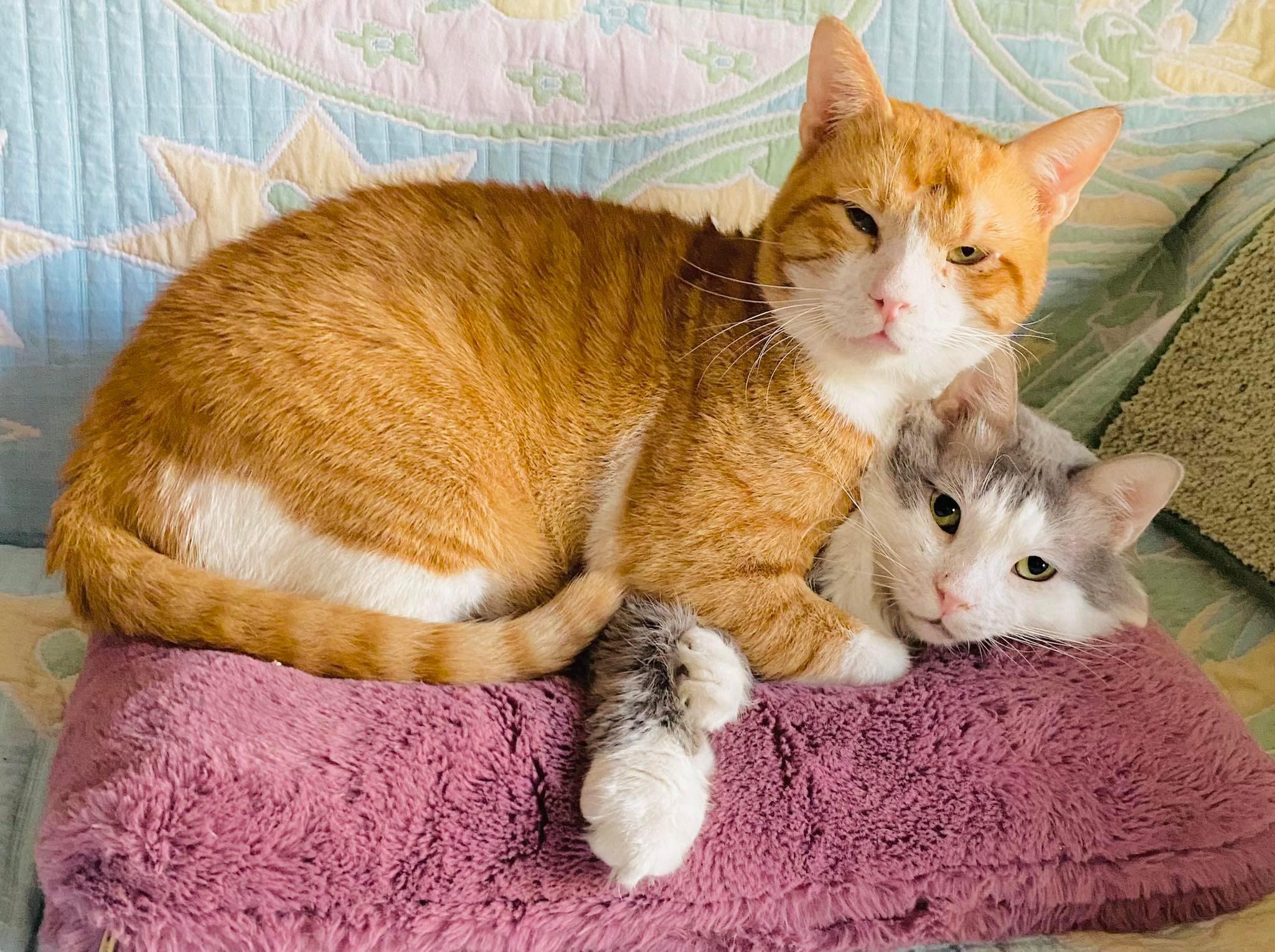 Archie and Tyson - foster urgently needed for these bonded bff's (best feline friends) , a ADOPTABLE mixed breed in Mississauga, ON image 5/6