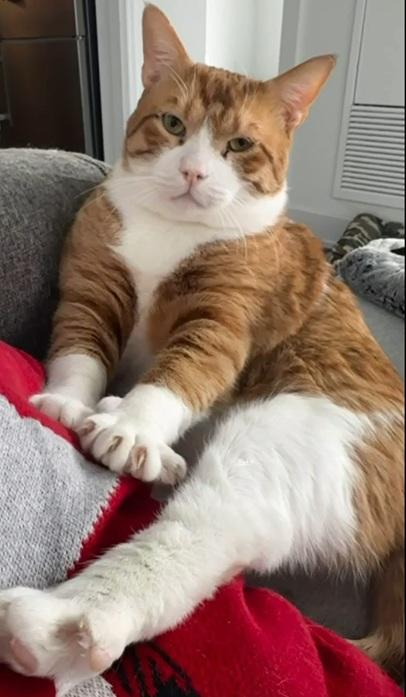 Archie and Tyson - foster urgently needed for these bonded bff's (best feline friends) , a ADOPTABLE mixed breed in Mississauga, ON image 4/6