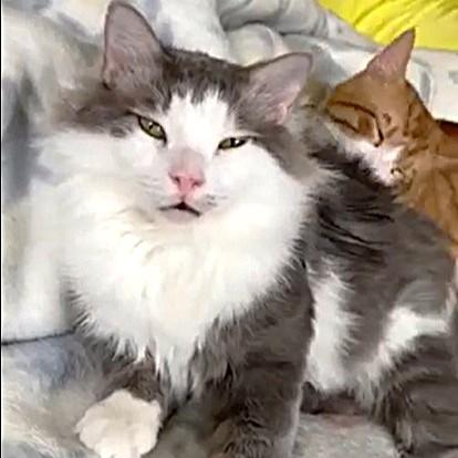 Archie and Tyson - foster urgently needed for these bonded bff's (best feline friends) , a ADOPTABLE mixed breed in Mississauga, ON image 6/6