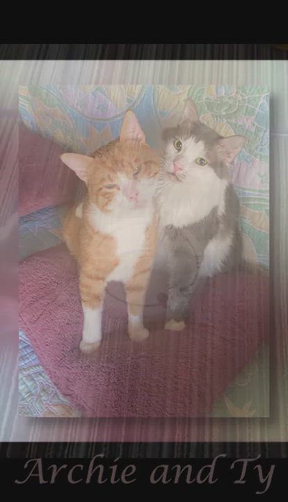 Enlarge Archie and Tyson - foster urgently needed for these bonded bff's (best feline friends) , a ADOPTABLE mixed breed in Mississauga, ON video 2/6