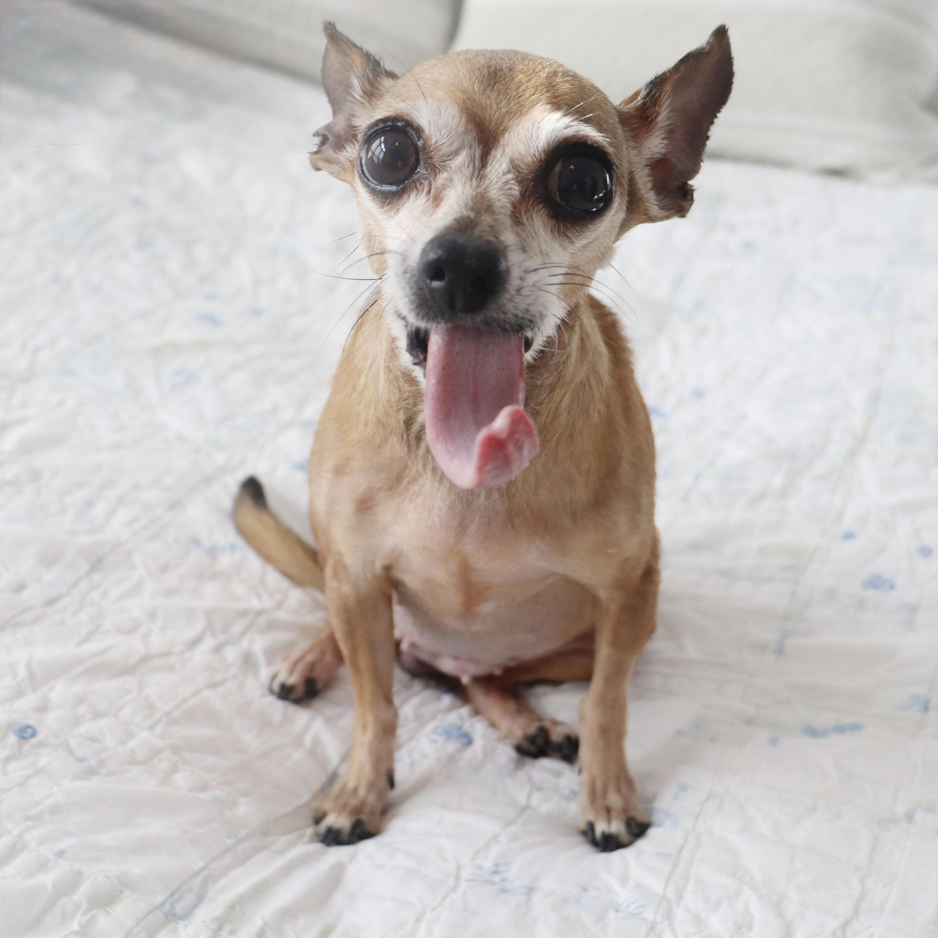 Miss Margaret - Special Needs -Sweetest Senior Chihuahua, an adoptable Chihuahua in League City, TX image 6/6