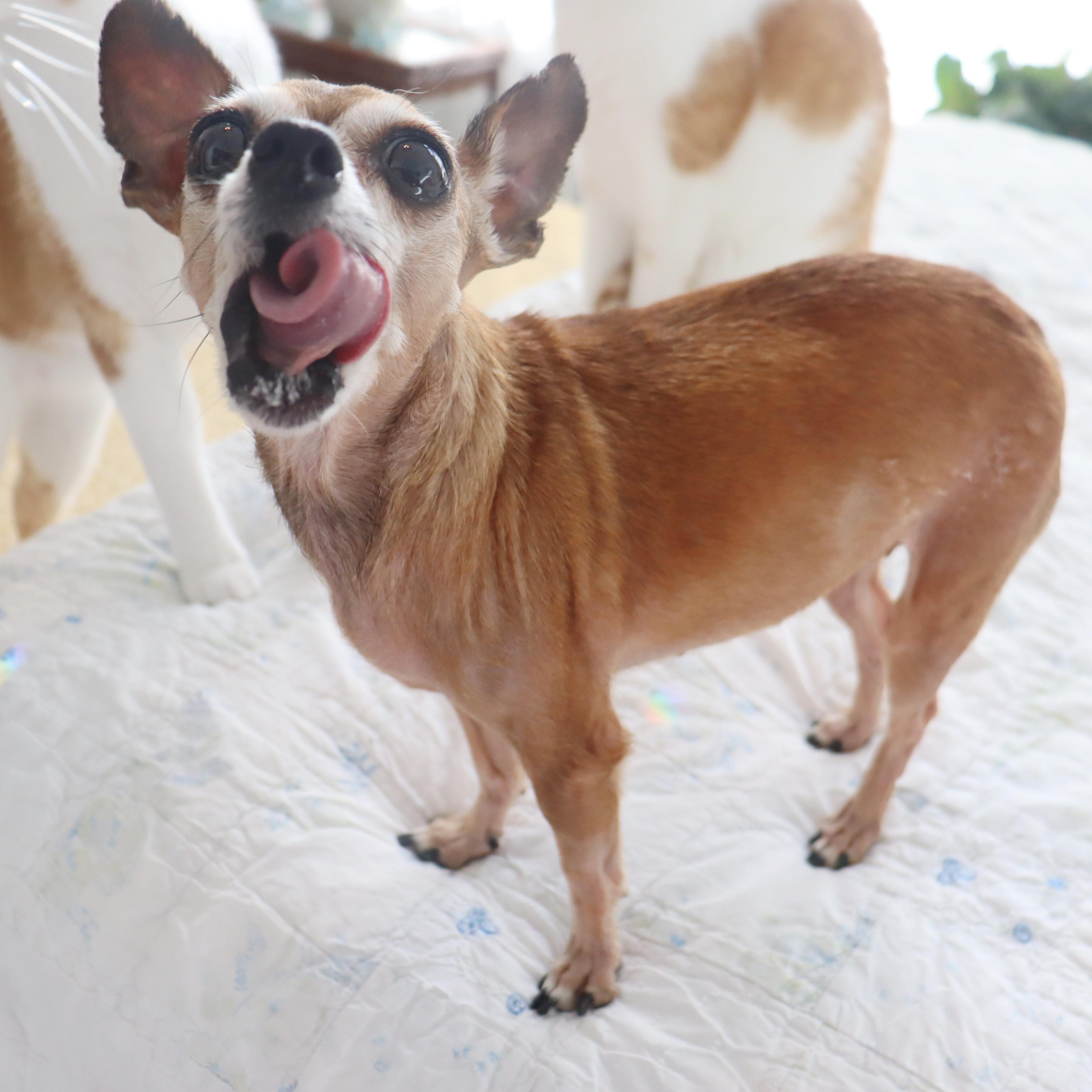Miss Margaret - Special Needs -Sweetest Senior Chihuahua, an adoptable Chihuahua in League City, TX image 3/6